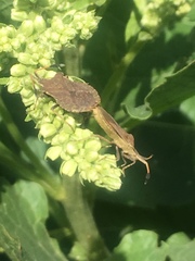 Enoplops disciger