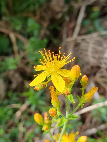 Slender St John's-wort