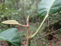 Vateriopsis seychellarum