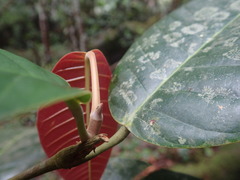 Vateriopsis seychellarum