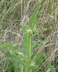 Silphium albiflorum
