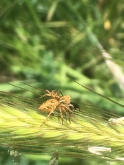 Oxyopes heterophthalmus