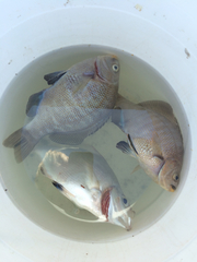 Hyperprosopon argenteum