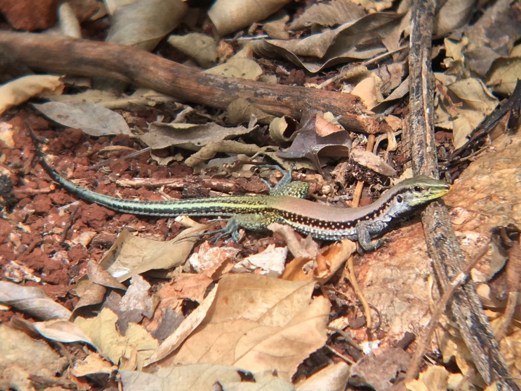 Haitian Ameiva