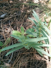 Aristolochia maurorum
