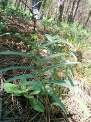 Aristolochia maurorum