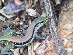 Haitian Ameiva photo 3