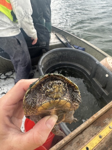 Common Musk Turtle