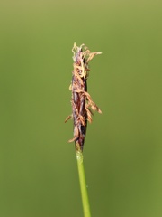 Eleocharis uniglumis