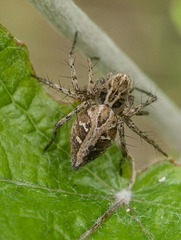 Oxyopes heterophthalmus