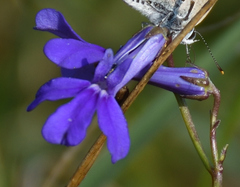 Lobelia tomentosa