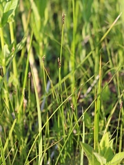Eleocharis uniglumis