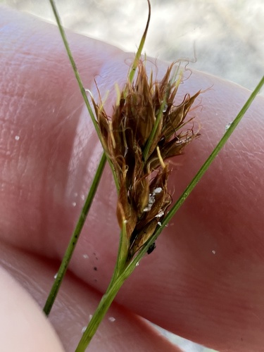 Rhynchospora filifolia, 2024-06-27