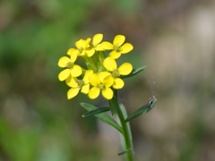 Erysimum jugicola