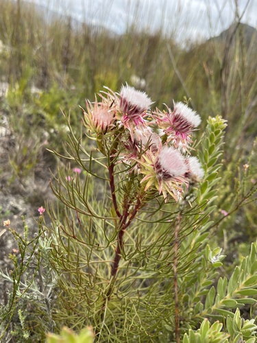 Image of Serruria phylicoides by (c) Charleen Brunke, some rights reserved (CC BY)