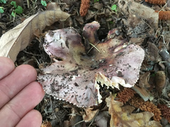 Russula grisea