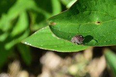 Holcostethus sphacelatus