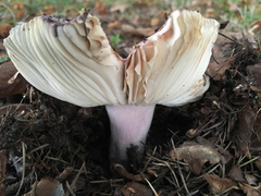 Russula grisea
