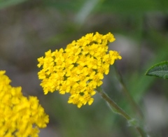 Achillea tomentosa