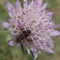Trichodes leucopsideus