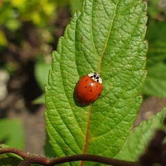 Harmonia axyridis
