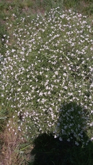 Crambe tataria