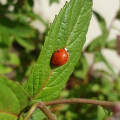 Harmonia axyridis