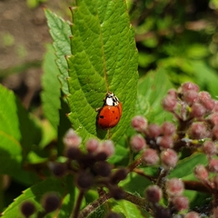 Harmonia axyridis
