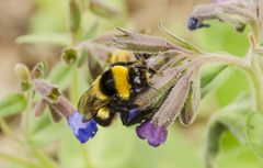 Bombus confusus