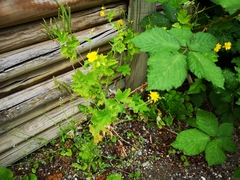 Chelidonium majus