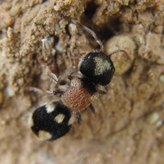 Ronisia barbarula