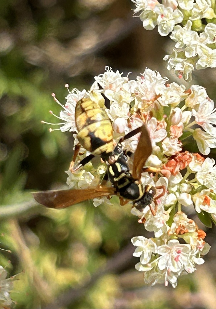 Golden Paper Wasp from Stone Lakes National Wildlife Refuge, Elk Grove ...