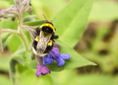 Bombus confusus