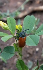 Labidostomis