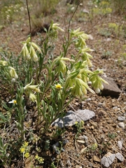 Onosma taurica
