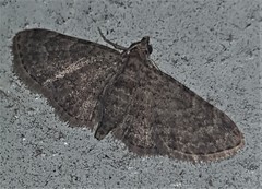 Gymnoscelis minima
