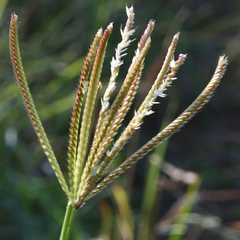 Poaceae