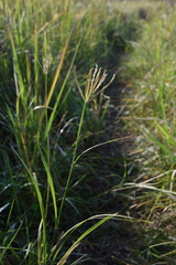Poaceae