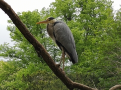 Ardea cinerea