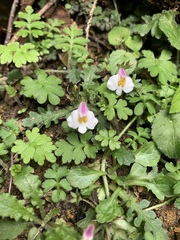 Mazus alpinus