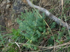 Linum monogynum monogynum