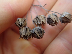 Linum monogynum monogynum