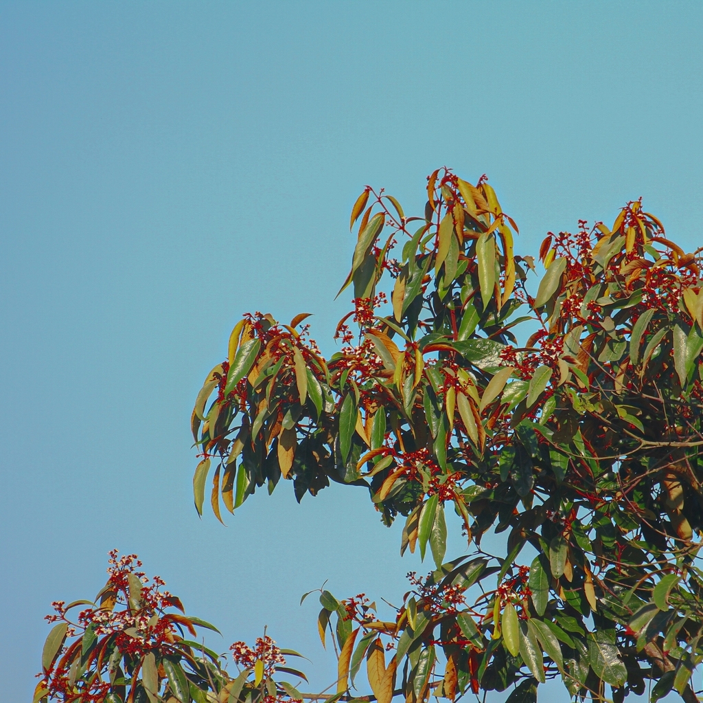 Nectandra oppositifolia from São Francisco do Sul, BRSC, BR on March