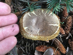 Xerocomellus cisalpinus