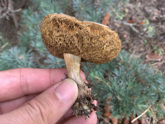 Xerocomellus cisalpinus