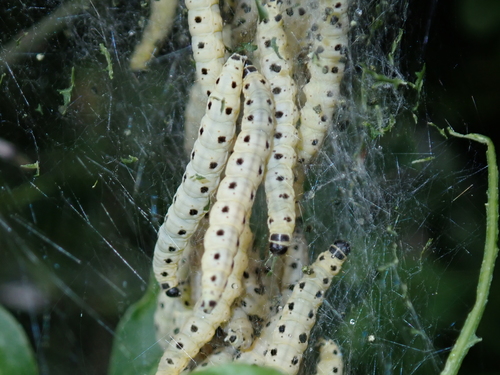 Spindle Ermine Moth
