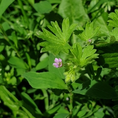 Geranium pusillum