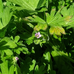 Geranium pusillum