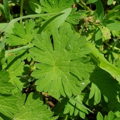 Geranium pusillum