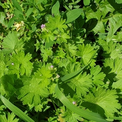 Geranium pusillum